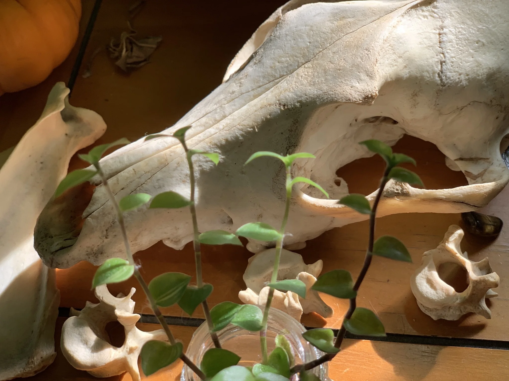 pup 🌿 - Content Creator